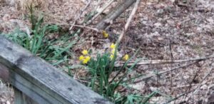 A photo of yellow daffodils blooming beside a wooden walkway.